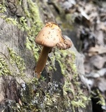 Xeromphalina tenuipes image