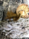 Xeromphalina tenuipes image
