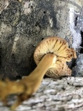 Xeromphalina tenuipes image