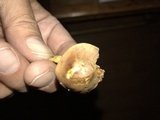 Xeromphalina tenuipes image