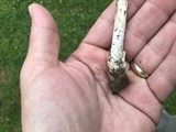 Amanita sect. Vaginatae image