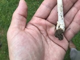 Amanita sect. Vaginatae image