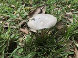 Amanita sect. Vaginatae image