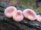 Panus neostrigosus image