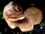 Boletinellus exiguus image