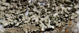 Phaeophyscia adiastola image
