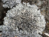 Physcia aipolia image