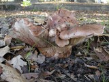 Tricholoma dryophilum image