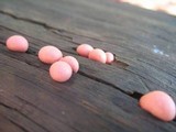 Lycogala epidendrum image