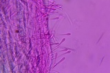 Lachnum impudicum image