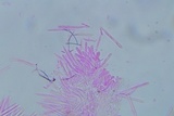 Lachnum impudicum image