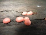 Lycogala epidendrum image