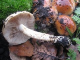 Pholiota highlandensis image