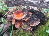 Pholiota highlandensis image
