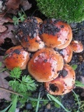 Pholiota highlandensis image