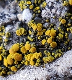 Candelariella vitellina image