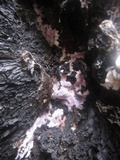 Punctularia atropurpurascens image