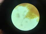 Amanita sect. Vaginatae image