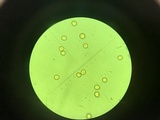 Amanita sect. Vaginatae image