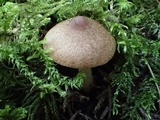 Inocybe fuscidula image