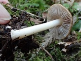 Inocybe fuscidula image