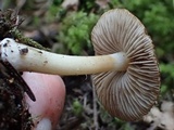Inocybe fuscidula image