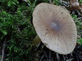 Inocybe fuscidula image