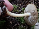 Inocybe fuscidula image