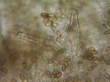 Inocybe fuscidula image
