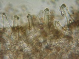 Inocybe fuscidula image