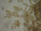 Inocybe fuscidula image