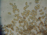Inocybe fuscidula image