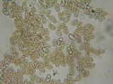 Inocybe fuscidula image