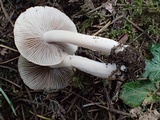 Inocybe fuscidula image