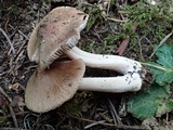 Inocybe fuscidula image