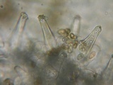Inocybe fuscidula image