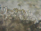 Inocybe fuscidula image
