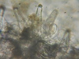 Inocybe fuscidula image