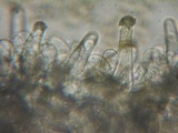 Inocybe fuscidula image