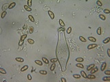 Inocybe fuscidula image