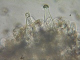 Inocybe fuscidula image