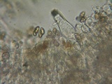 Inocybe fuscidula image