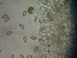 Inocybe fuscidula image