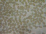 Inocybe fuscidula image