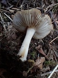 Inocybe fuscidula image