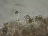 Inocybe fuscidula image