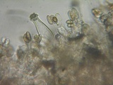 Inocybe fuscidula image