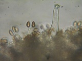 Inocybe fuscidula image