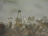 Inocybe fuscidula image