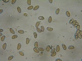 Inocybe fuscidula image